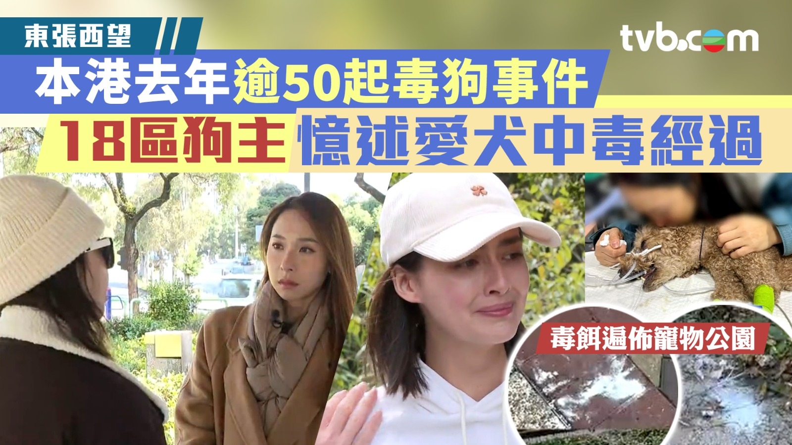 東張西望｜本港去年逾50起毒狗事件 18區狗主憶述愛犬中毒經過 毒餌遍佈寵物公園！