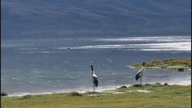 【中華掠影】青海濕地公園迎南遷黑頸鶴