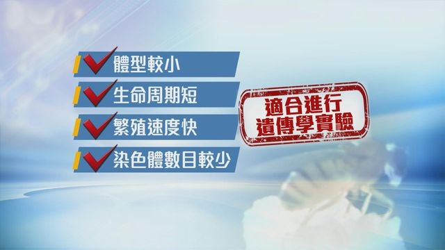 【神舟十九號】首次帶果蠅上太空作生命科學實驗 有助了解人類遺傳病學